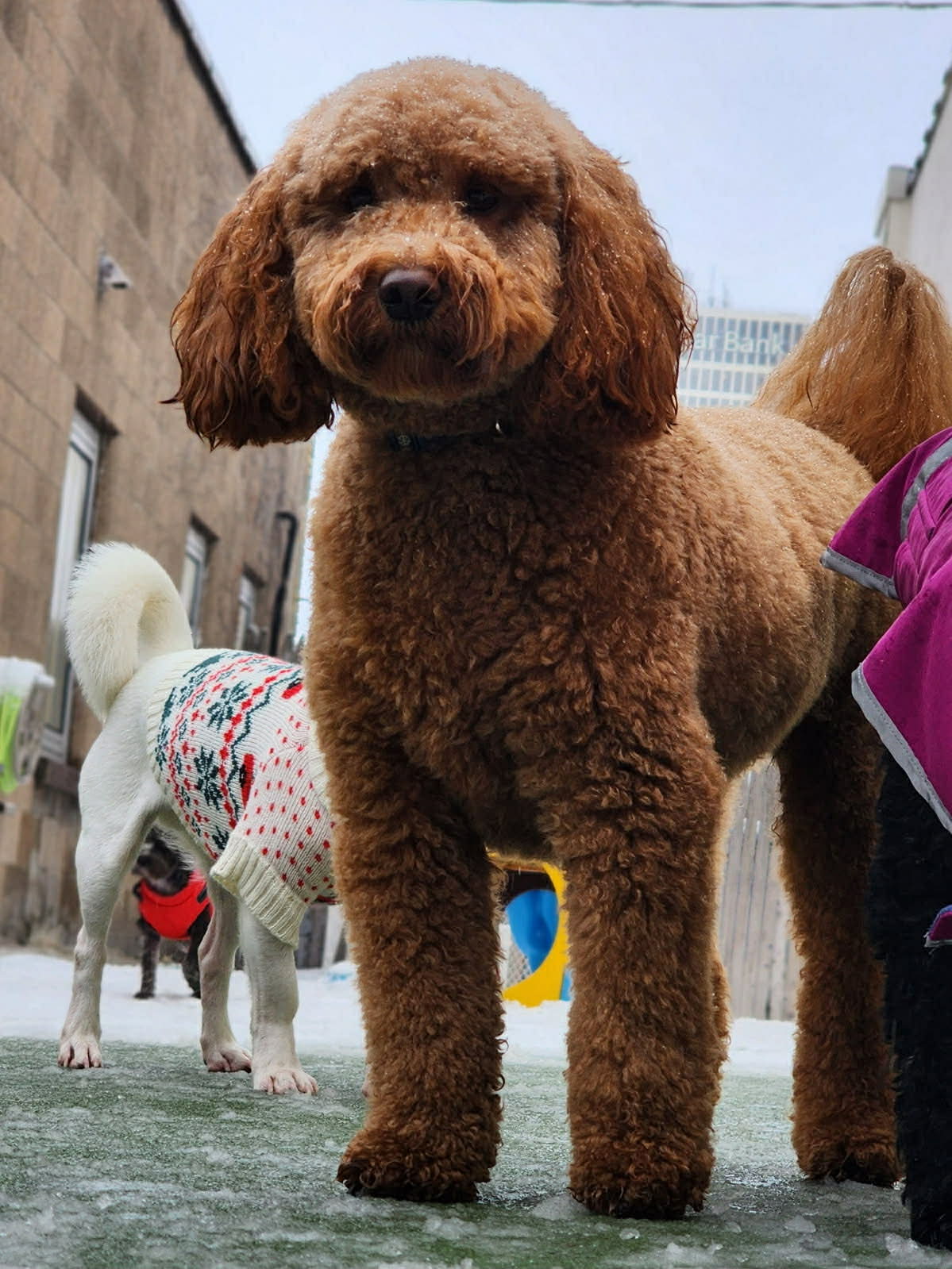 Photo of Mini Poodle Mix, Brown Color, Outside with other dogs in the background