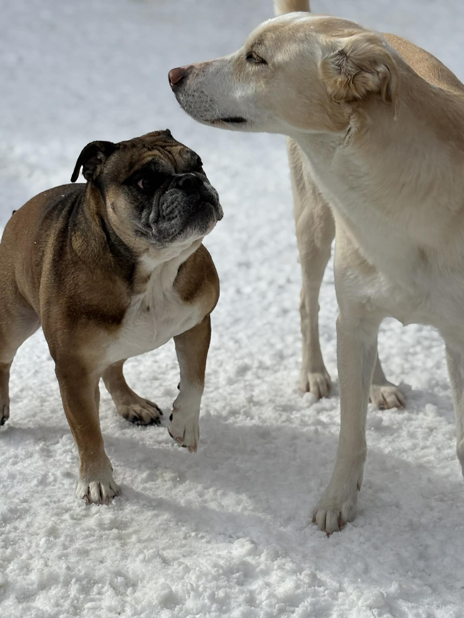 Photo of brown english bulldog looking up at white mix dog with long nore